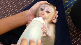 Super Cute Baby monkey Very Hungry// Baby Maki drink milk so fast on brother When mom Bring go out