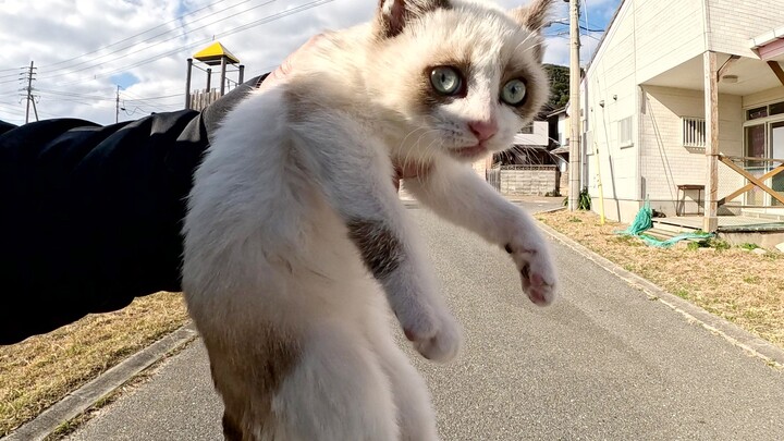 I brought the little kitten playing by itself back to its mother.