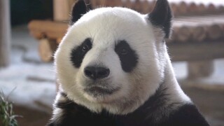 Giant Panda|Zhuyun