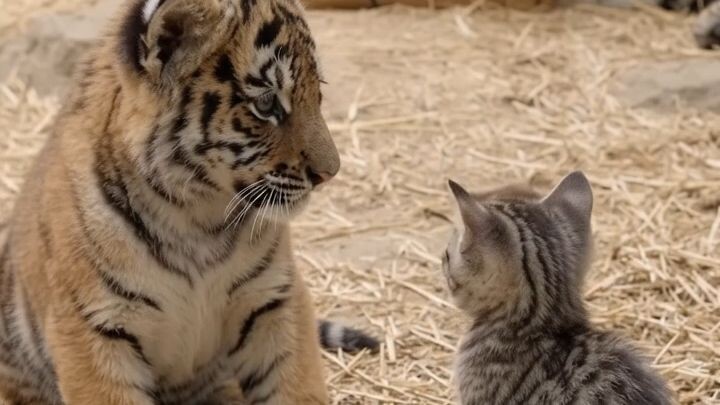 cat vs tiger