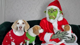 สุนัข ลูกสุนัข และกรินช์ทำลายคริสต์มาส สุนัขตลก Maymo Penny และ Potpie