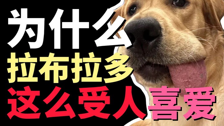 Why are Labradors so beloved?