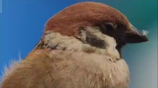 Masuk dan lihat burung