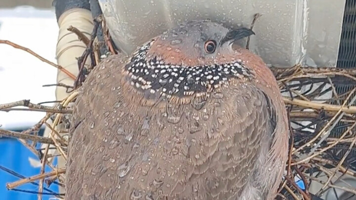 Heavy rain leaves the pearl dove with nowhere to take shelter.