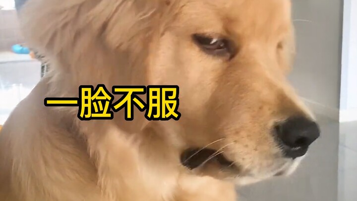 A 9-jin puppy, with a 10-jin rebellious streak!