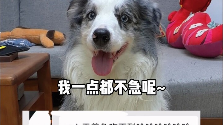 เมื่อลูกสุนัขปากเร็วมาเจอชามอาหารแบบกินช้า~