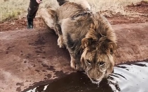 สิงโตตัวใหญ่ #โลกแห่งสัตว์