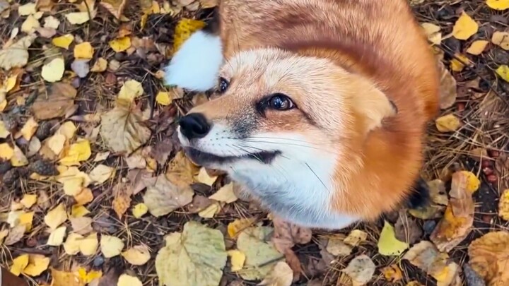 Huhu: The meaning of life is to find some Russians and snag some nuts to munch on.