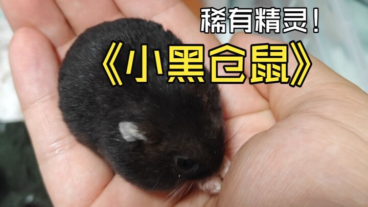 【Ada juga warna seperti ini?】Teman-teman, pernahkah kalian melihat hamster kecil berwarna hitam peka