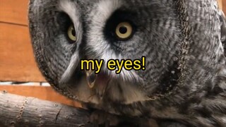 owl cute