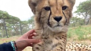 一只猎豹失去了妈妈，跟着我回家，我把它养大了