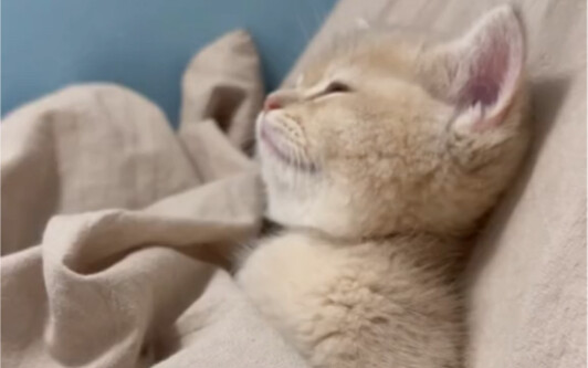 The kitten experiences being kicked off the bed