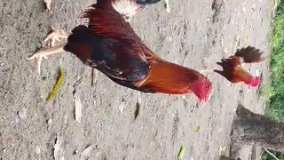 straight sweater vs gold