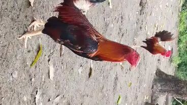 straight sweater vs gold