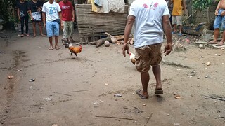 win manok ng tropa