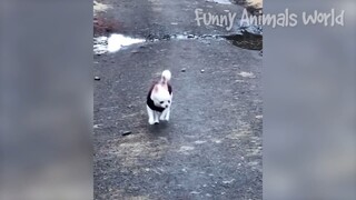 Funniest Dogs And Cats