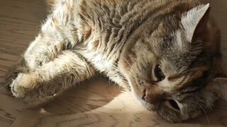 Who else gets hungry from sunbathing on their belly?