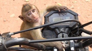 Happy Time Nop Monkey Riding Moto Bike With Grandpa Around Pagoda