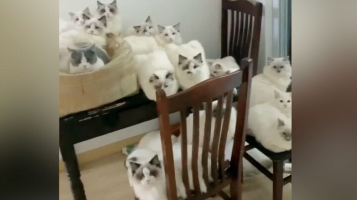 This whole table’s gotta be worth at least two or three hundred grand, right?!