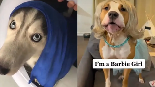 Funny Dog Faces จะทำให้คุณหัวเราะ พยายามที่จะไม่เปิดตัว คุณปาว🐶