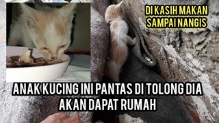 Anak Kucing Kelelahan Mencari Induknya Badannya Panas Pas Di Kasih Makan Keluar Air Mata..!