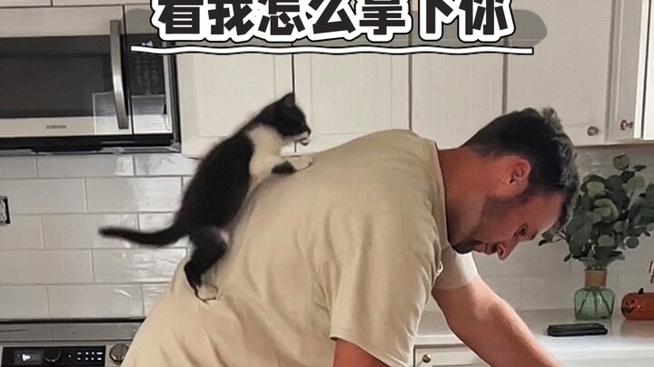 แมวเหมียว: ข้าจะดูสิว่าเจ้าจะรับมือยังไง!