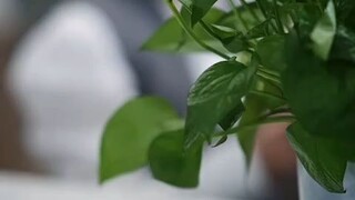 The 99th divorce cshort drama