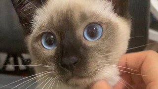 يا كبير، عدت من حفر الفحم