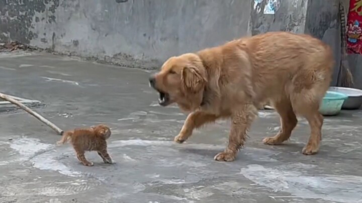 小猫吓成平行四边形了
