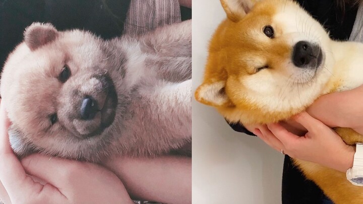 จำลองภาพตอนสุนัขยังเป็นลูกสุนัข ชิบะอินุกอดไปกอดมา กลายเป็นหมูไปซะแล้ว