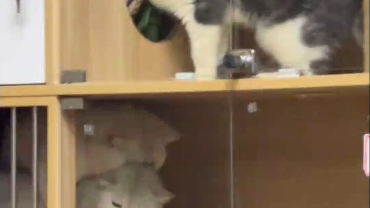 The cat next door upstairs just got spayed, while the neighbor downstairs is exercising.