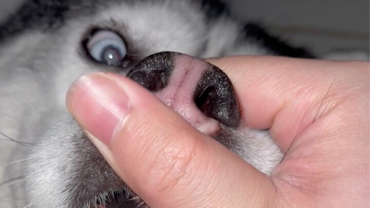 想问下小狗门牙掉了能补吗