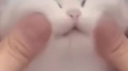 Meaningless Cat Meme #6