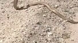 Never bring a gun in a snek fight