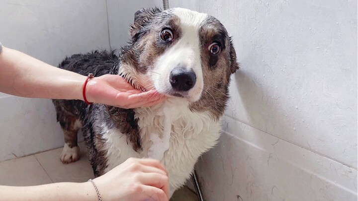 Three dogs and one cat take a bath