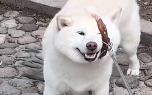 เจ้าของขี้เกียจ, อันตราย!