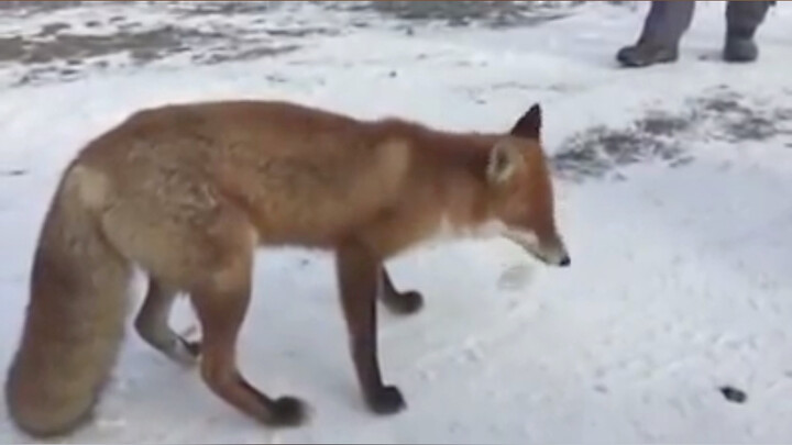 Kelanjutan dari si rubah kecil yang menjilat pintu. Kini kami punya satu teman baru lagi. Masih liar