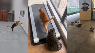 猫猫: 想打我直说 搞小动作几个意思