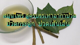ทำยาสมุนไพรต้นข่อย บรรเทาปวดตามเส้นตามเอ็น ปวดกระดูก /โดยฮอยไทยอีสาน