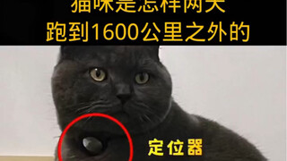 Kucing ini berlari sejauh 1600 kilometer dalam waktu dua hari—bagaimana caranya?