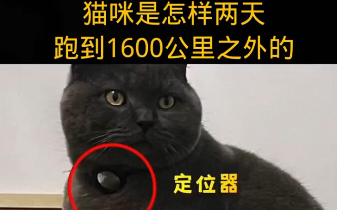 How did this cat manage to travel 1,600 kilometers in just two days?