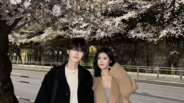 lanxinyu:Sakura in seoul