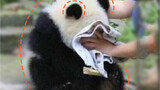 Bayi panda ditindas ibunya, menangis sedih.