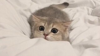 Kucing ini terlalu... terlalu lucu ya