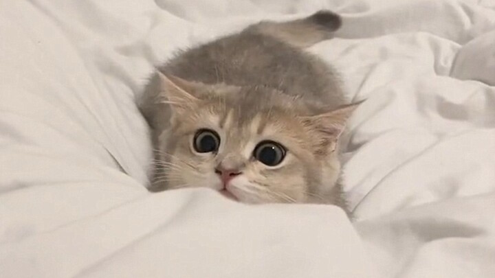 This kitty is just too... too adorable!