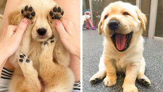 😍These Golden Retriever Puppies Will Brighten Your Day 🐶| Cute Puppies