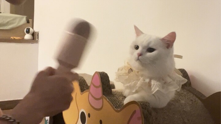 Wawancara dengan seekor kucing biksu