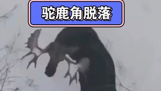 没想到驼鹿的角是这样脱落的