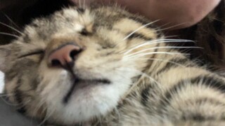 The kitten is sleeping with its ears flashing. I can smell the kitten's sweet scent through the scre