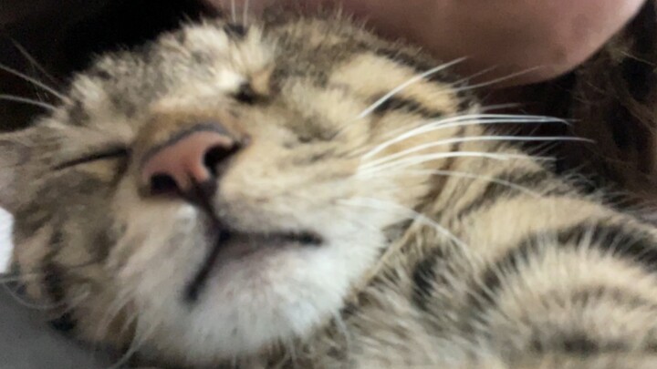 The kitten is sleeping with its ears flashing. I can smell the kitten's sweet scent through the scre